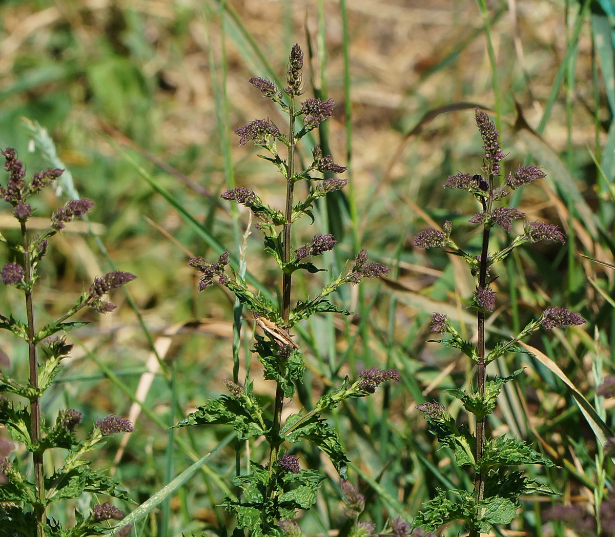 Image of Mentha spicata specimen.