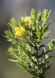 Ulex parviflorus