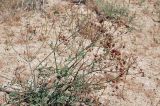 Prangos didyma