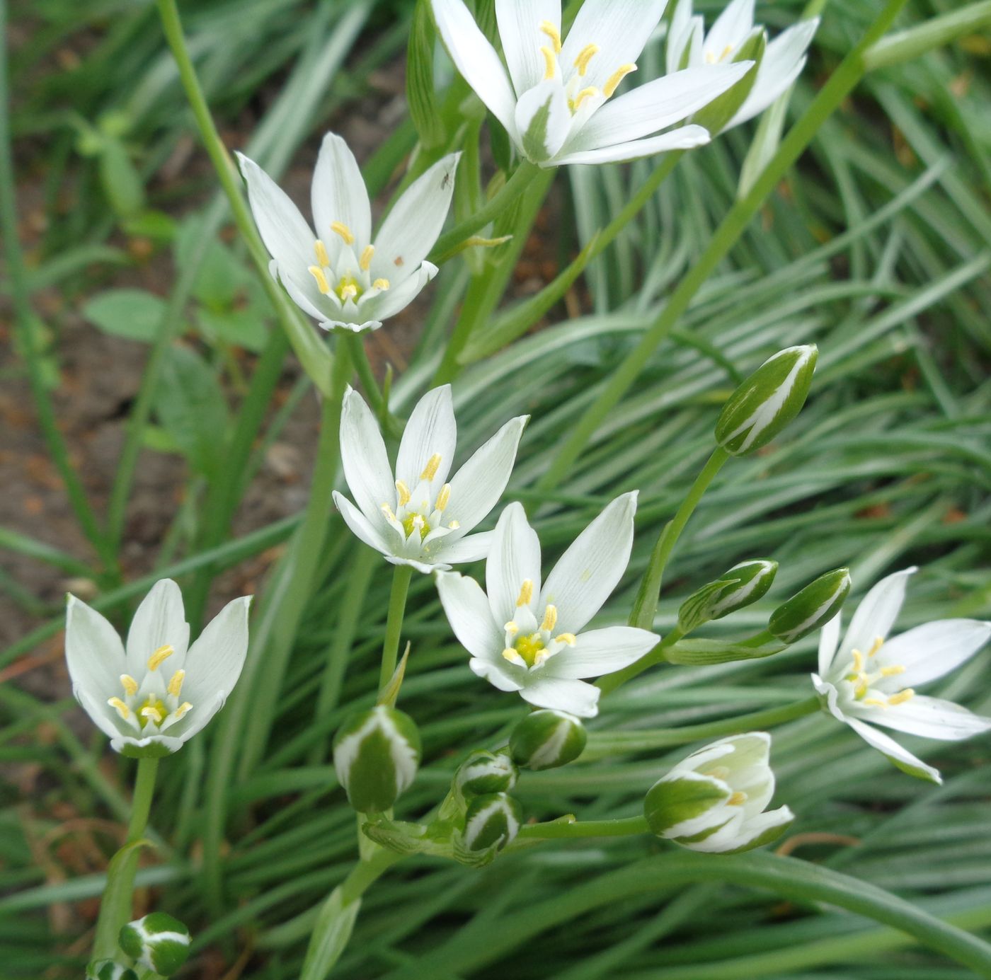 Изображение особи Ornithogalum umbellatum.