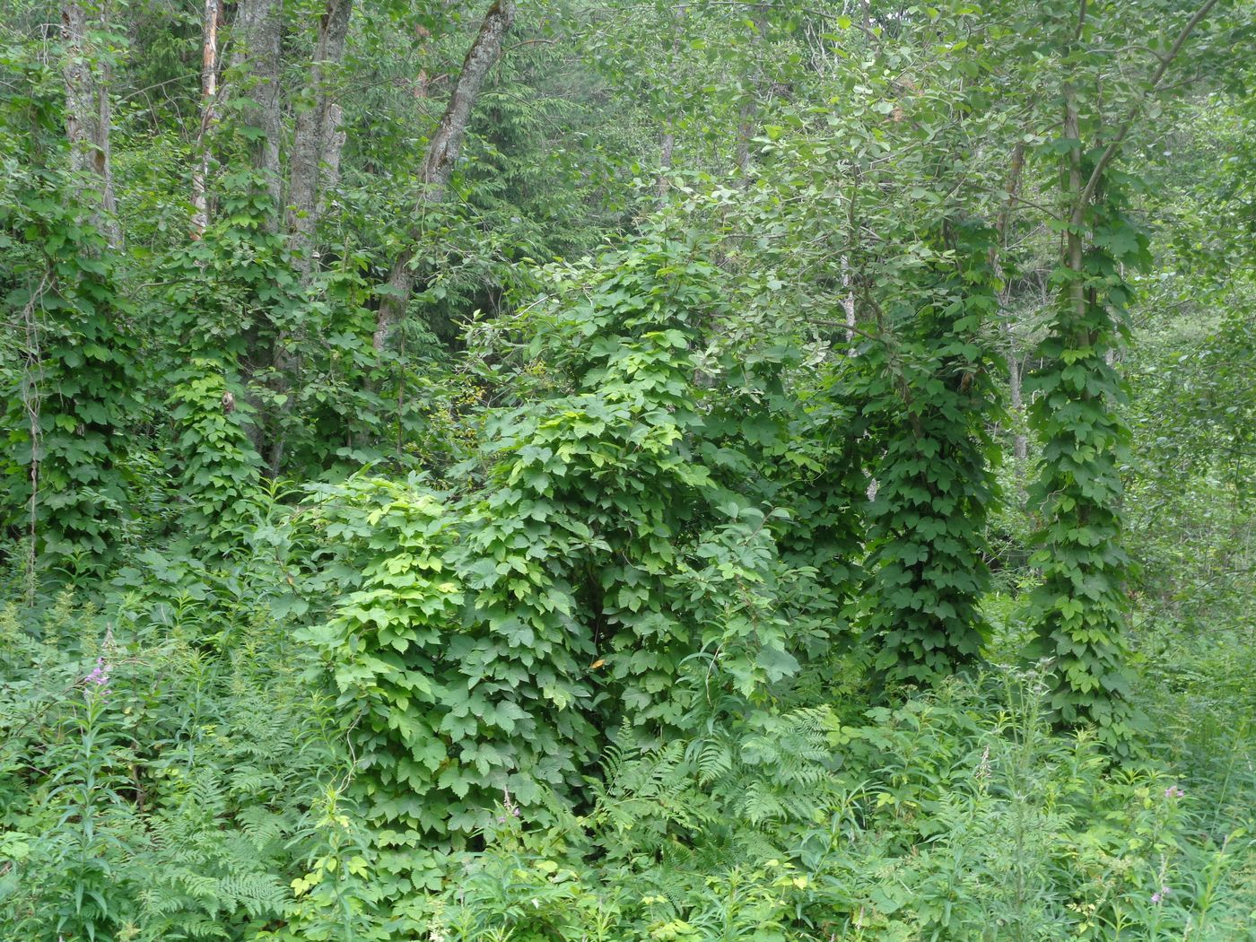 Изображение особи Humulus lupulus.
