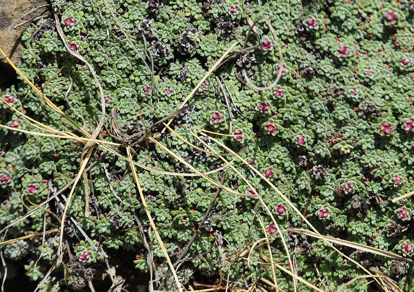 Изображение особи Saxifraga lowndesii.