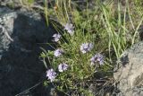 genus Thymus. Цветущее растение в сообществе с Carex supina. Казахстан, Восточно-Казахстанская обл., Зыряновский р-н, окр. пос. Новая Бухтарма, правый берег Бухтарминского вдхр., каменистая вершина сопки. 15.06.2019.