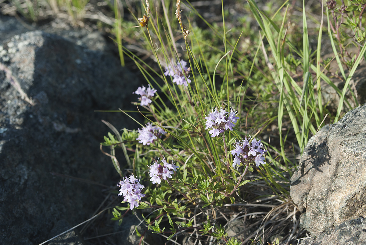 Изображение особи род Thymus.