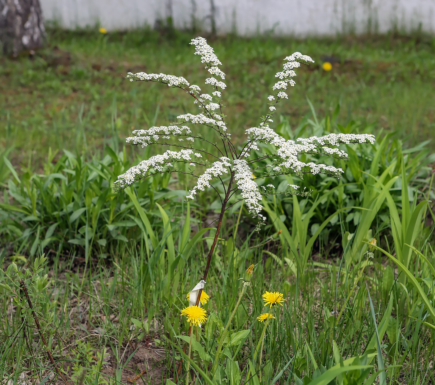 Image of Spiraea &times; cinerea specimen.