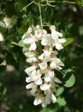Robinia pseudoacacia