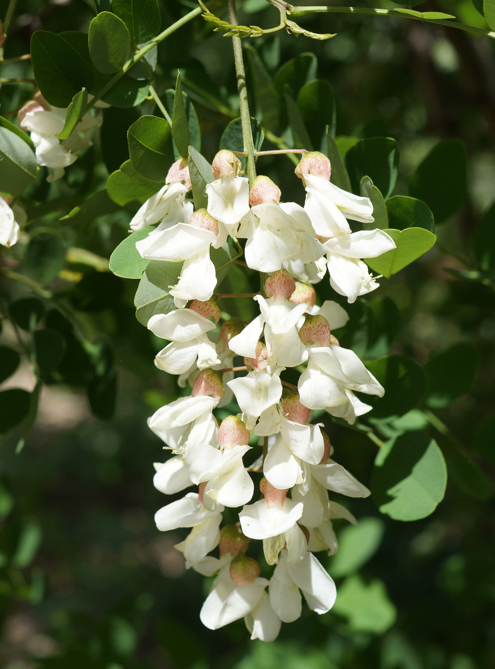 Изображение особи Robinia pseudoacacia.