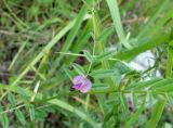 Vicia segetalis. Побег с цветком. Хабаровский край, пгт Ванино, южная окраина, обочина дороги. 19.07.2019.