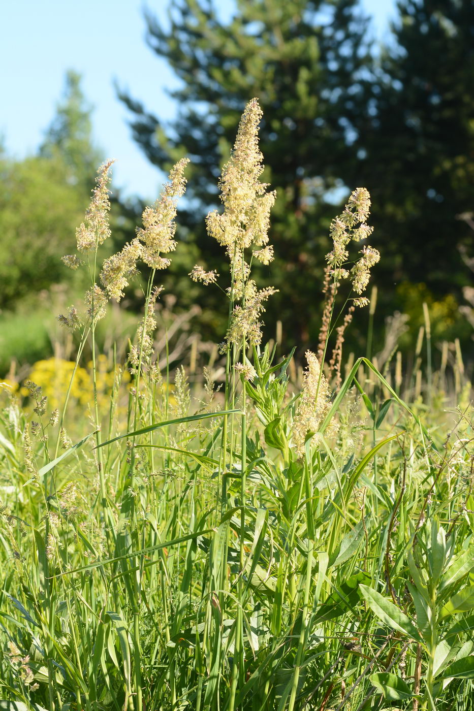 Изображение особи Dactylis glomerata.