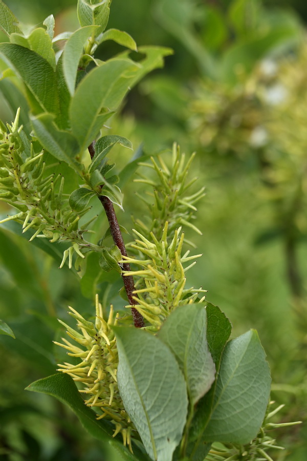 Изображение особи Salix starkeana.