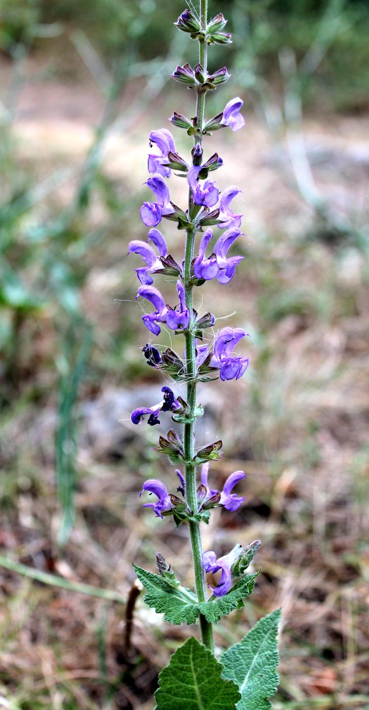 Image of Salvia virgata specimen.