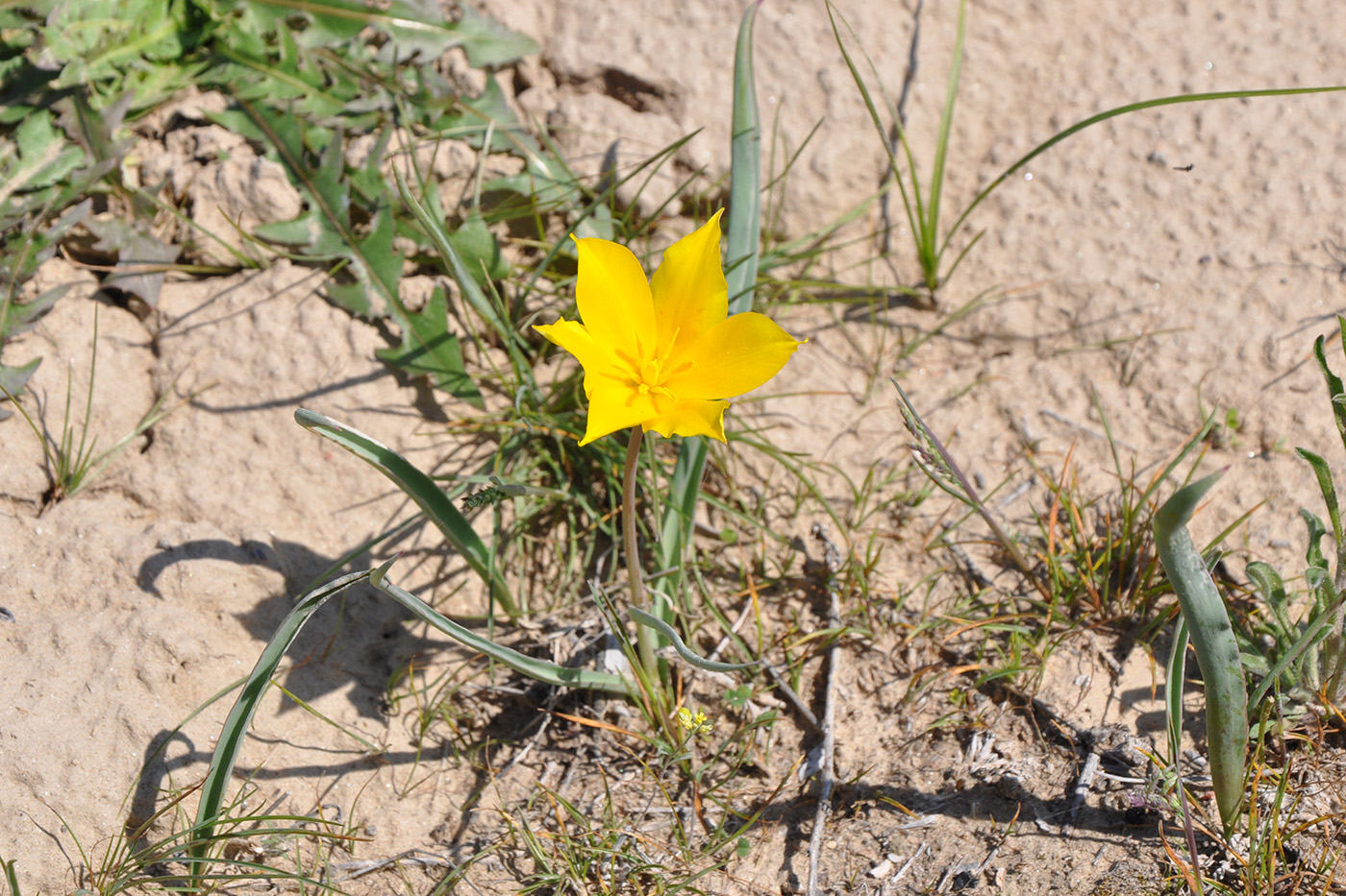 Image of Tulipa kolpakowskiana specimen.