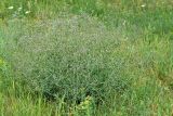 Gypsophila paniculata