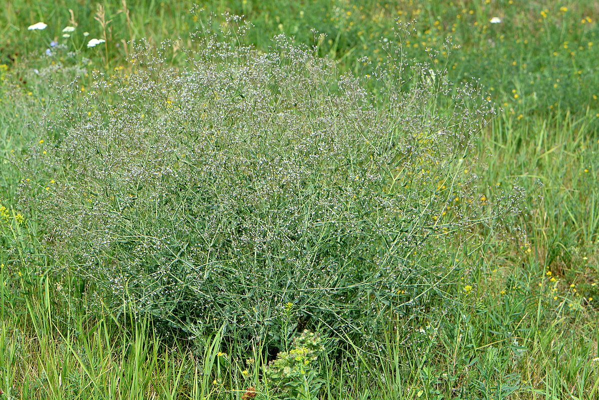 Image of Gypsophila paniculata specimen.