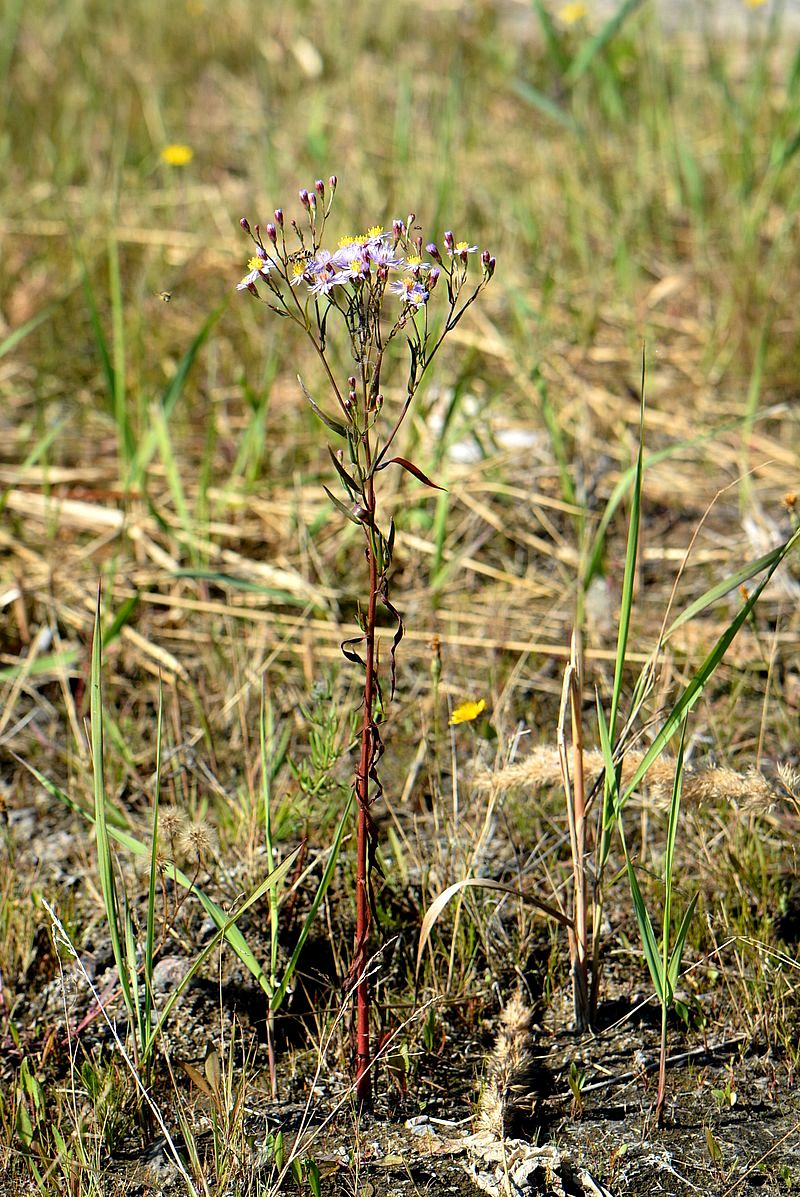 Изображение особи Tripolium pannonicum ssp. tripolium.