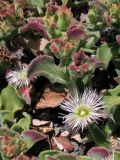 Mesembryanthemum crystallinum