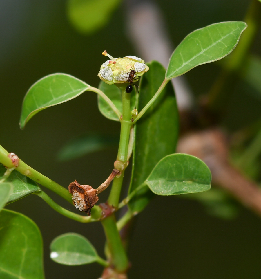 Image of Euphorbia schlechtendalii specimen.