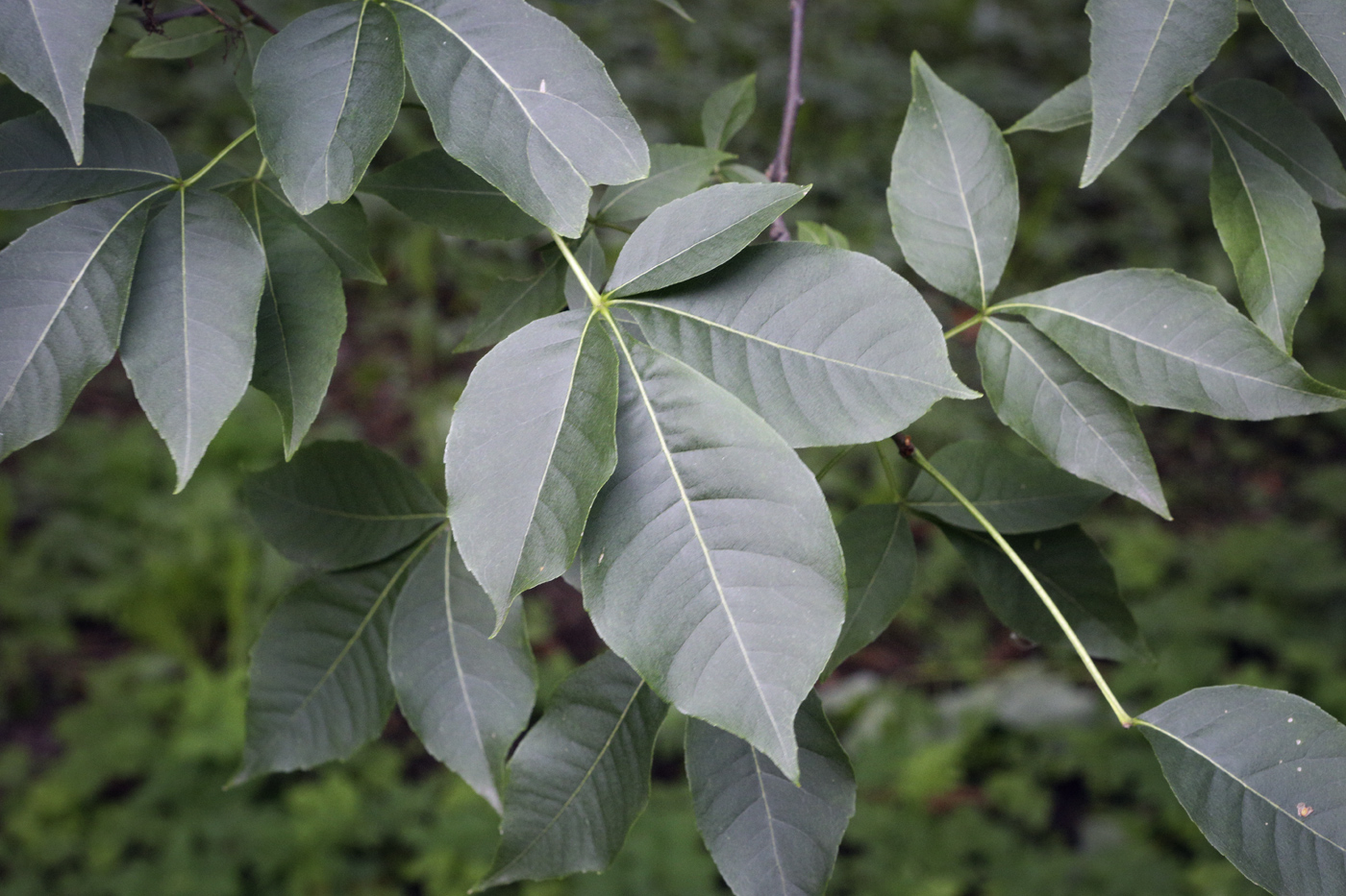 Изображение особи Ptelea trifoliata.