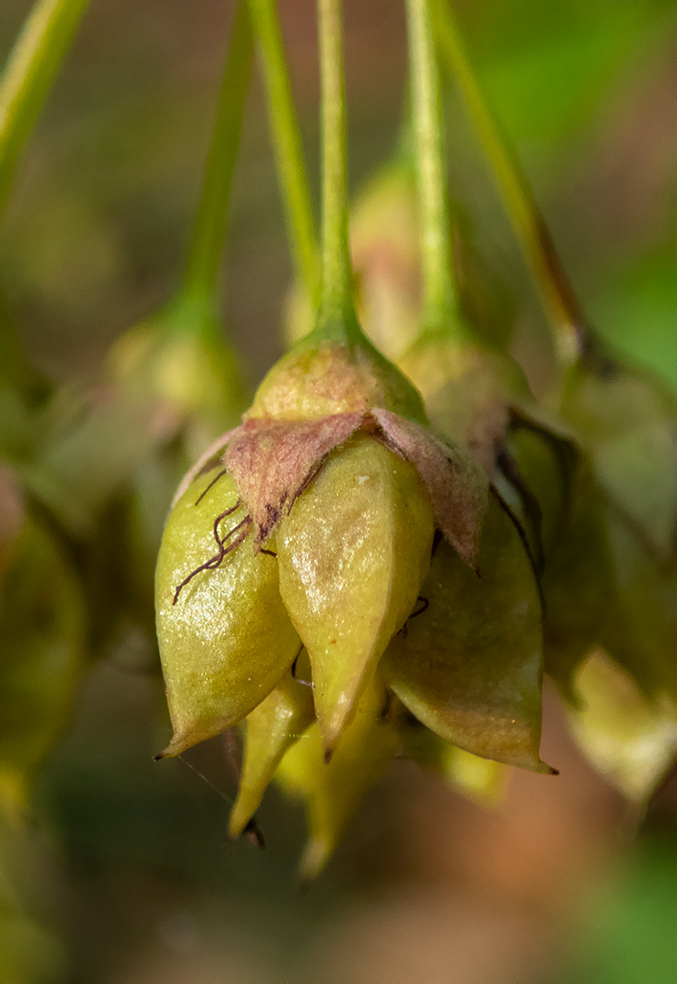 Изображение особи Physocarpus opulifolius.