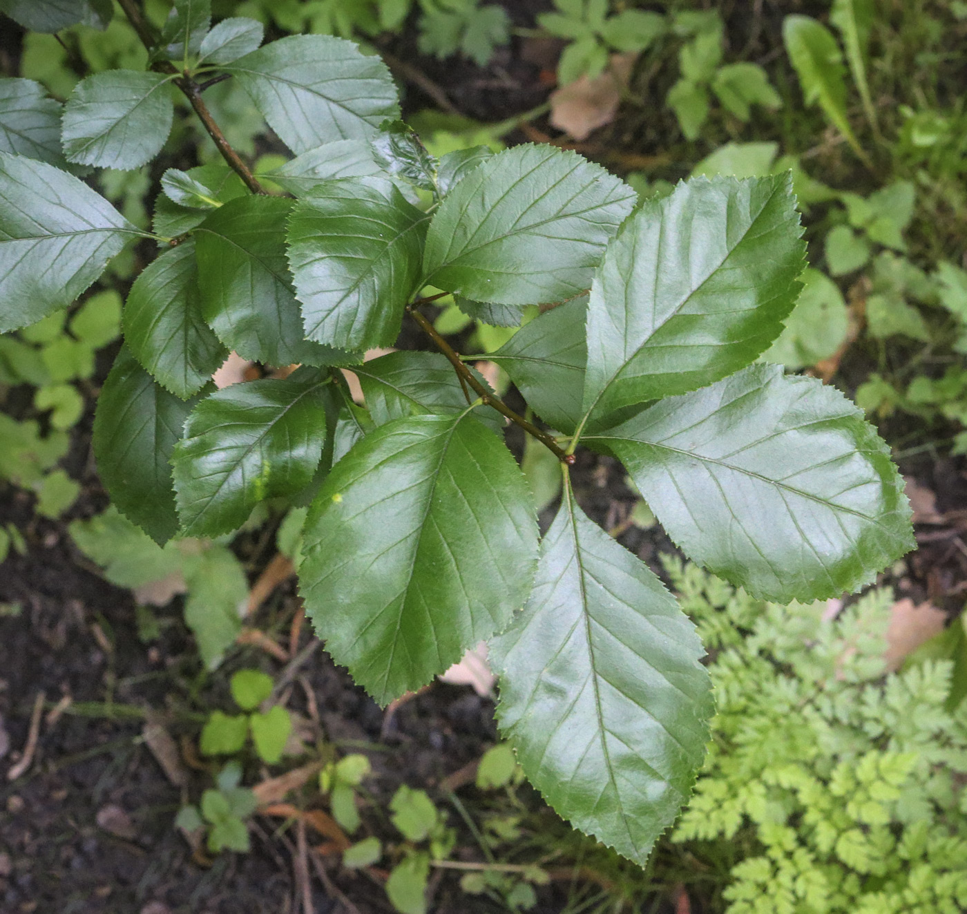 Image of Crataegus persimilis specimen.