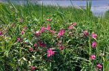 Lathyrus tuberosus
