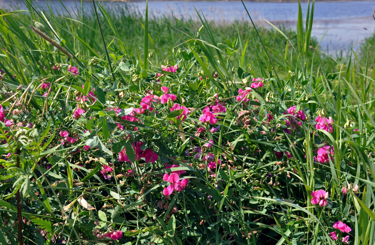 Image of Lathyrus tuberosus specimen.