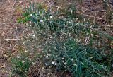Centaurea diffusa. Верхушка цветущего растения (вокруг видны побеги Euphorbia). Калмыкия, г. Элиста, пустырь. 18.08.2020.