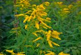 Solidago canadensis. Верхушки побегов с соцветиями и кормящимися шмелями. Московская обл., окр. г. Железнодорожный, опушка смешанного леса. 12.08.2020.