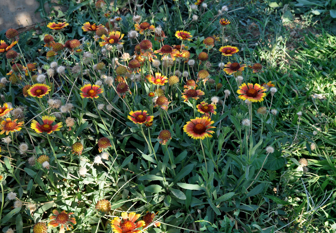 Image of Gaillardia &times; grandiflora specimen.