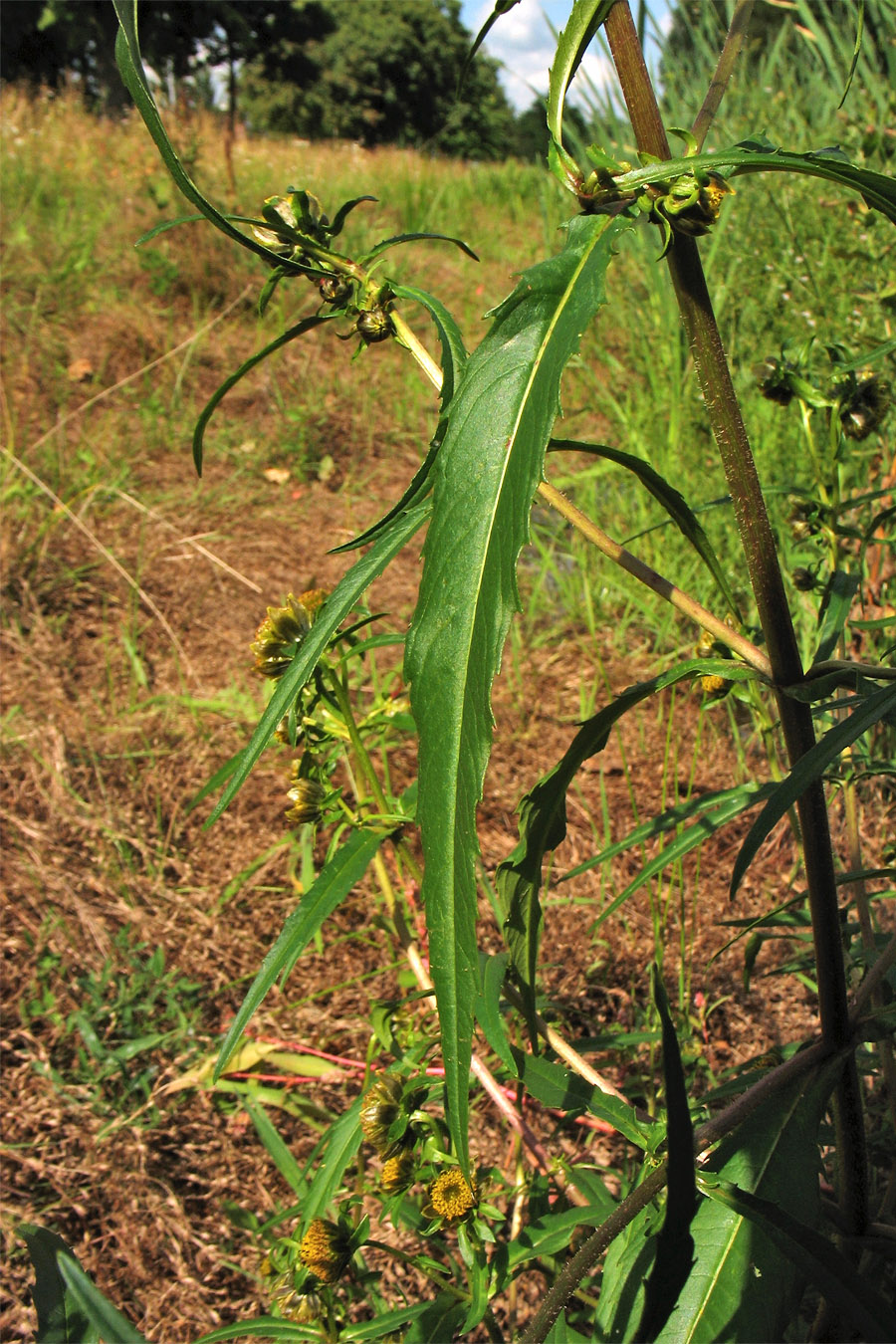 Image of Bidens cernua specimen.