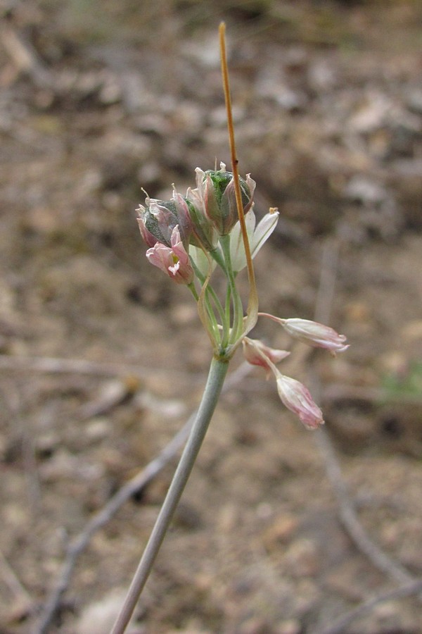 Image of Allium rupestre specimen.