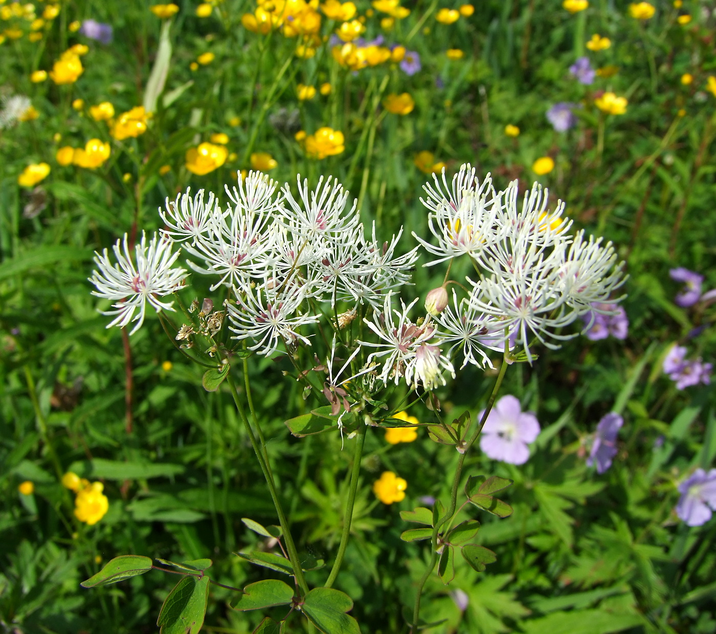 Изображение особи Thalictrum contortum.