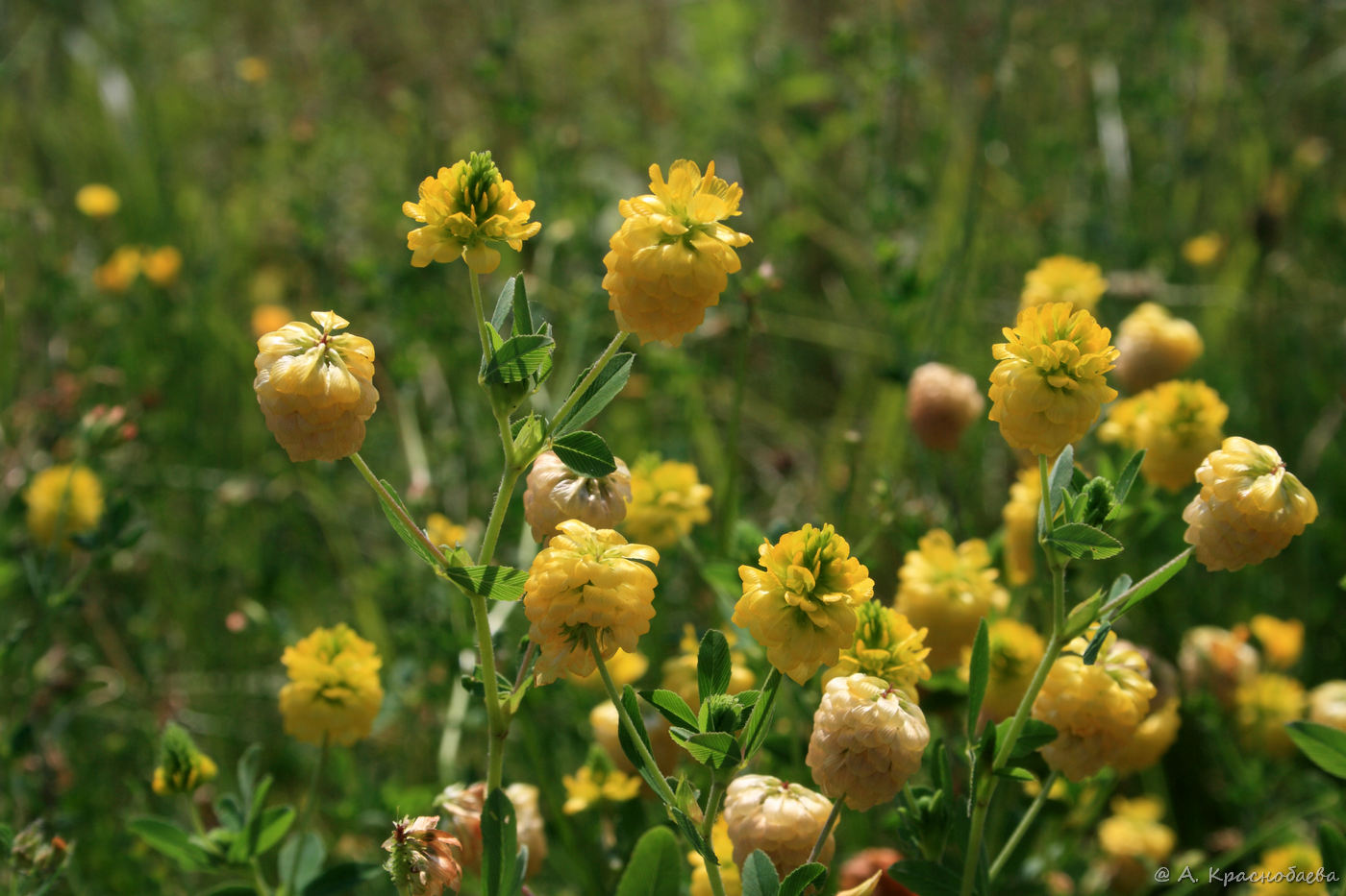 Изображение особи Trifolium aureum.