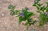 Solanum dulcamara. Верхушка побега с соцветием и незрелым соплодием. Челябинская обл., Каслинский р-н, берег оз. Большие Аллаки, песчаный пляж. 24.07.2020.