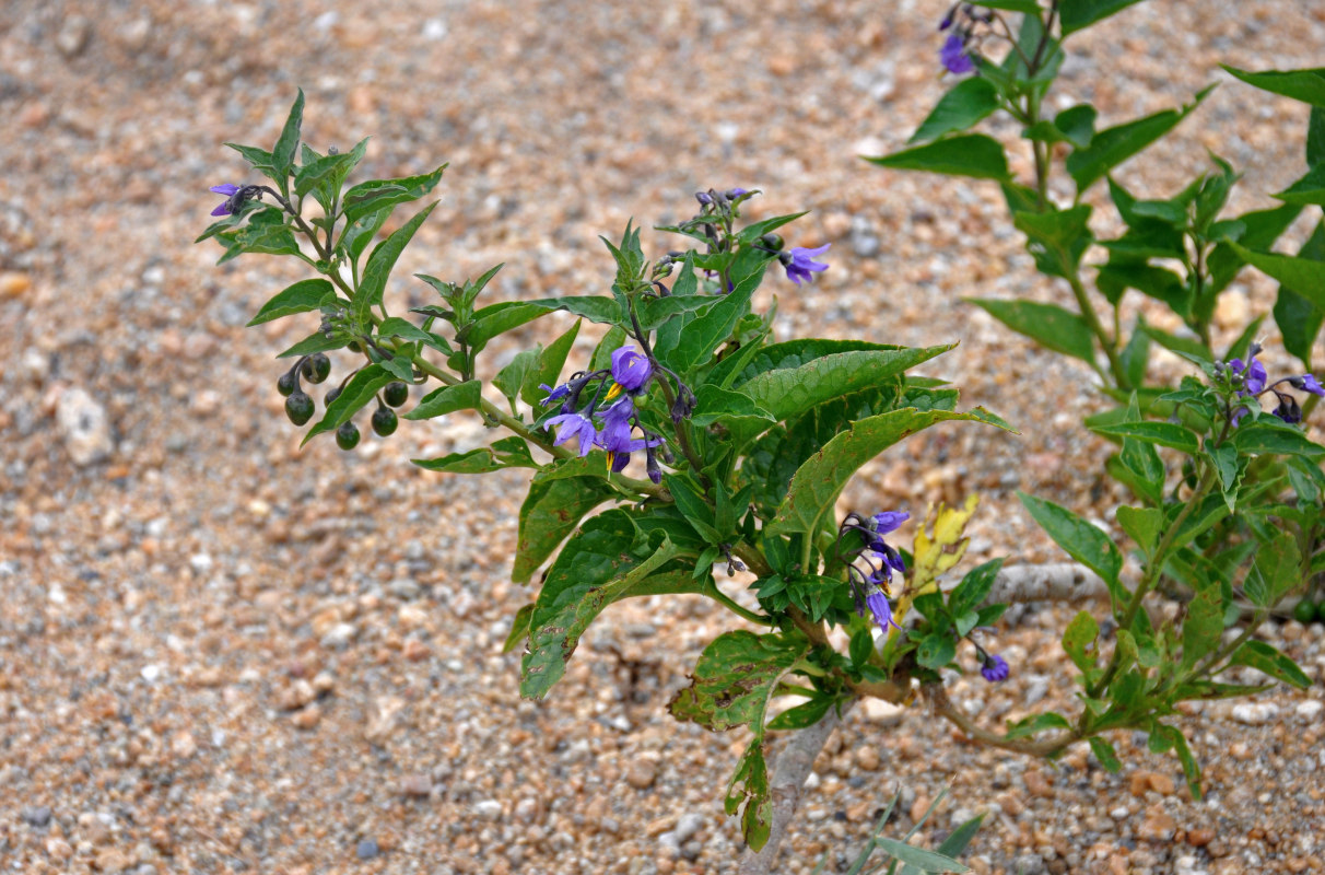 Изображение особи Solanum dulcamara.