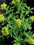 Rhodiola rosea. Цветущее растение. Красноярский край, Тунгусско-Чунский р-н, Государственный природный заповедник \"Тунгусский\", водопад Чургим, скалы. 30.06.2008.