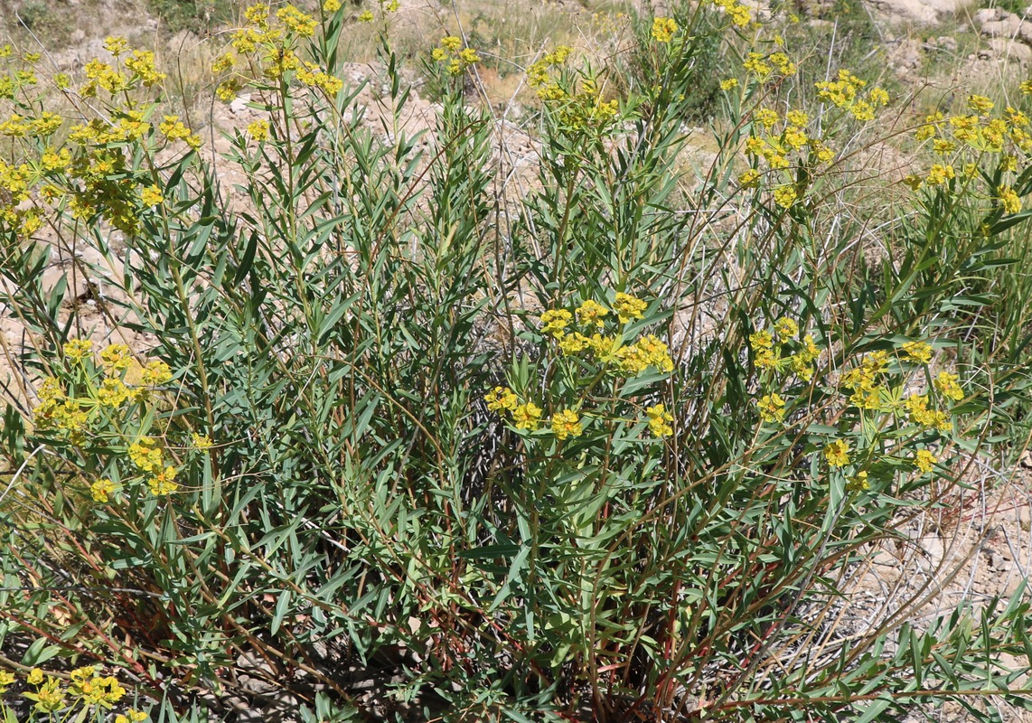 Изображение особи род Euphorbia.