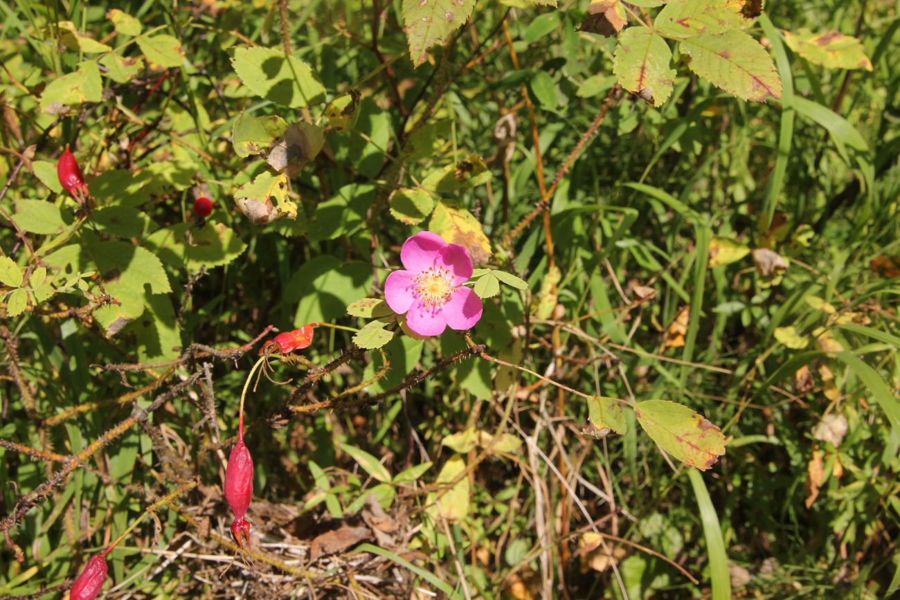 Image of Rosa acicularis specimen.