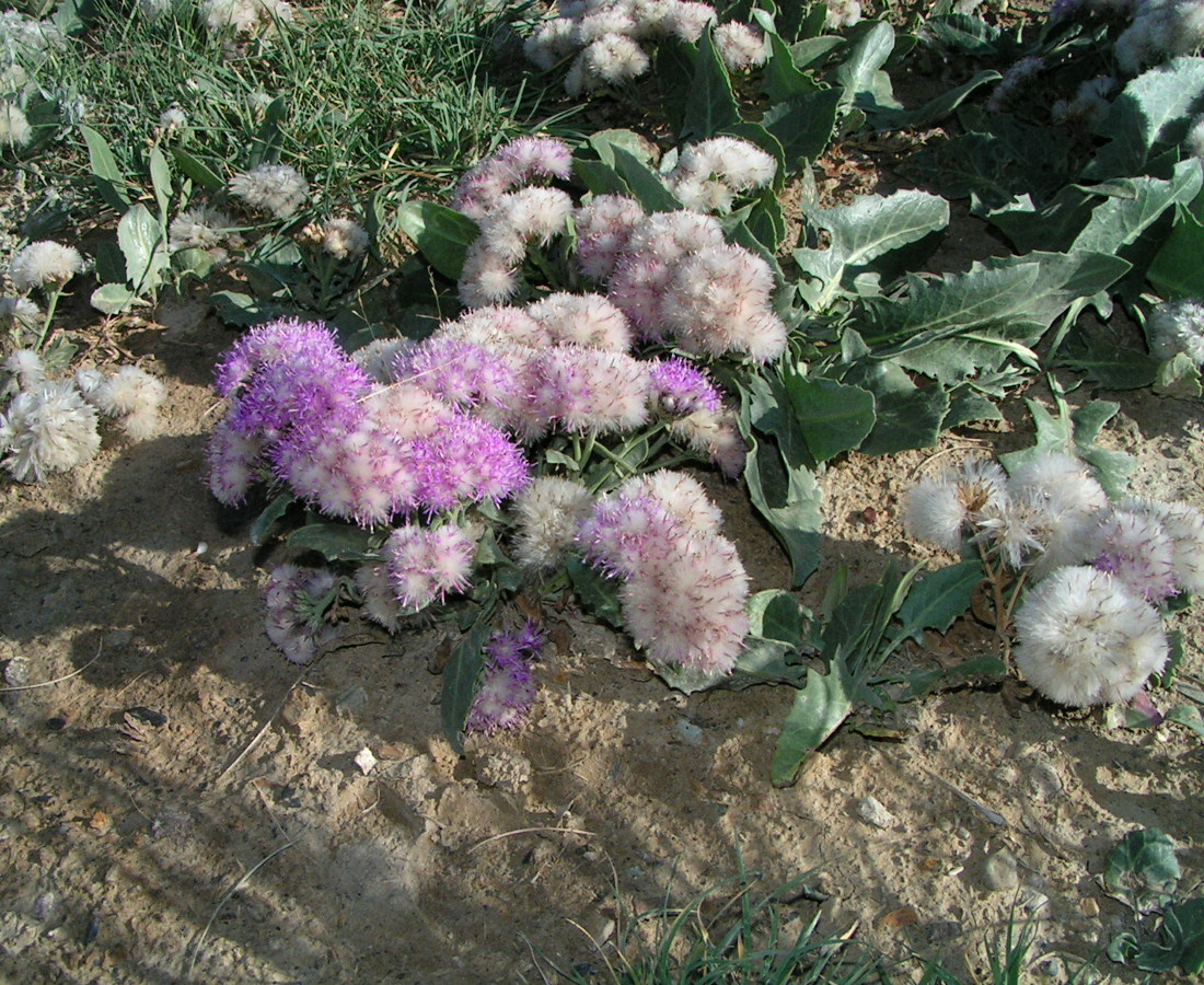 Image of Saussurea davurica specimen.