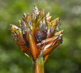 род Guzmania