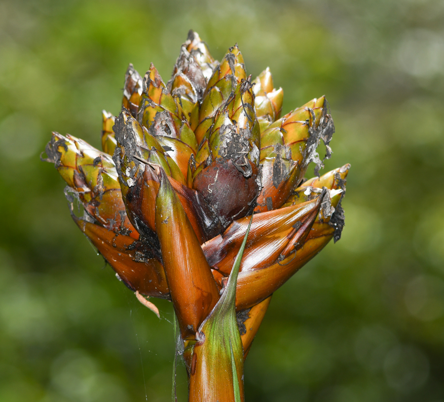 Image of genus Guzmania specimen.