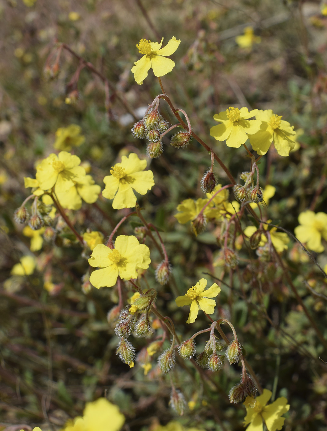 Image of Helianthemum italicum specimen.