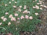 Antennaria dioica