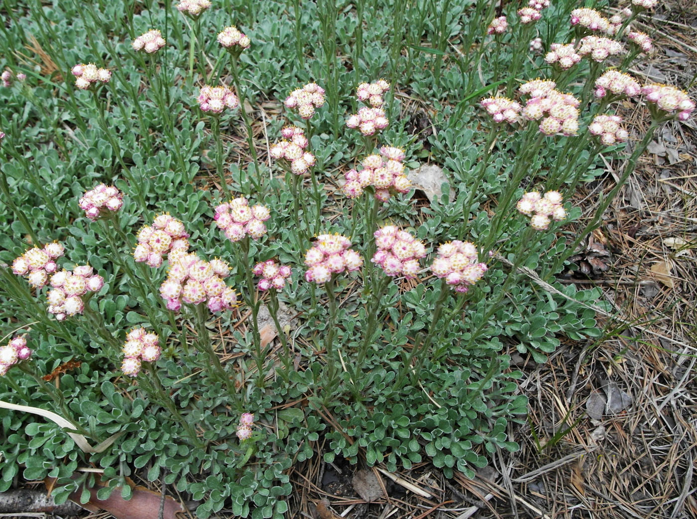 Изображение особи Antennaria dioica.