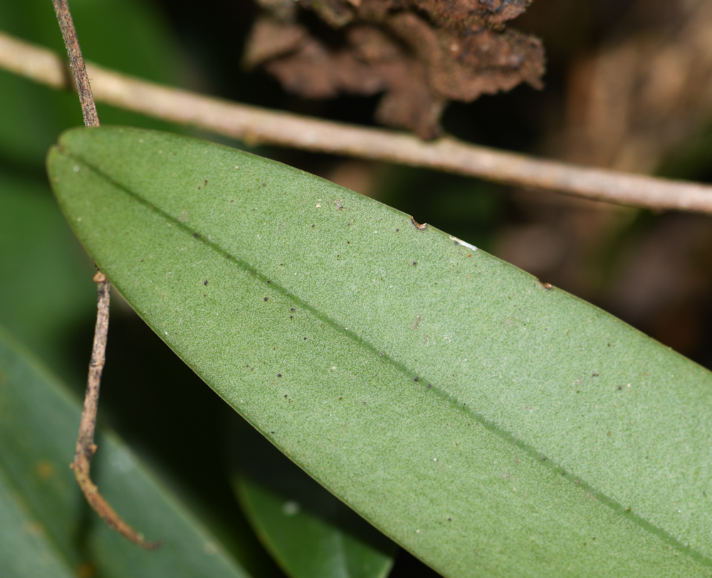 Изображение особи Stelis quinquenervia.