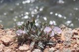 Convolvulus lineatus