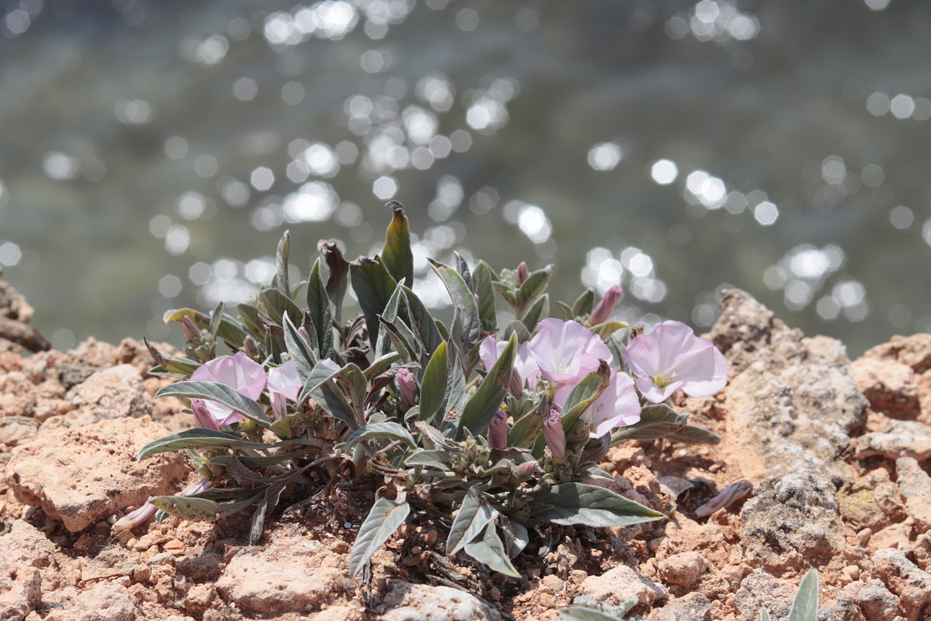 Image of Convolvulus lineatus specimen.