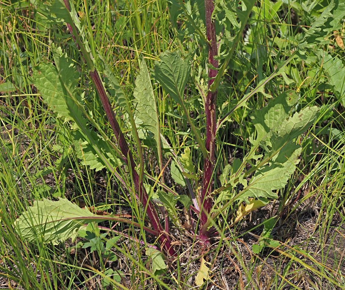 Image of Senecio jacobaea specimen.