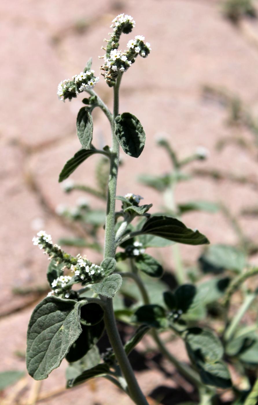 Image of Heliotropium ellipticum specimen.