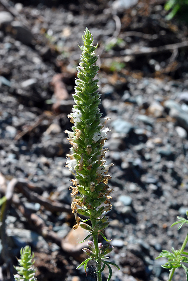 Image of Schizonepeta annua specimen.